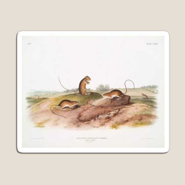 Artikelvorschau, Jumping Mouse - John James Audubon entworfen und verkauft von Vintage Designs +.