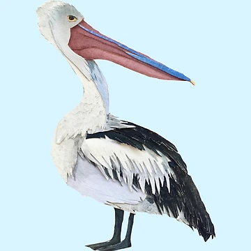 Artwork thumbnail, Pissy Pelican by SarahSnippets