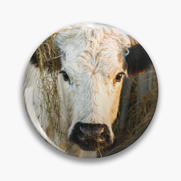 Item preview, White Park Cow designed and sold by Jane Stanley Photography.