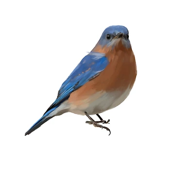 Artwork thumbnail, Eastern Bluebird Bird Art by Jennifer Ackerman