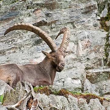 Artwork thumbnail, Large Male Ibex by Michael Cummings