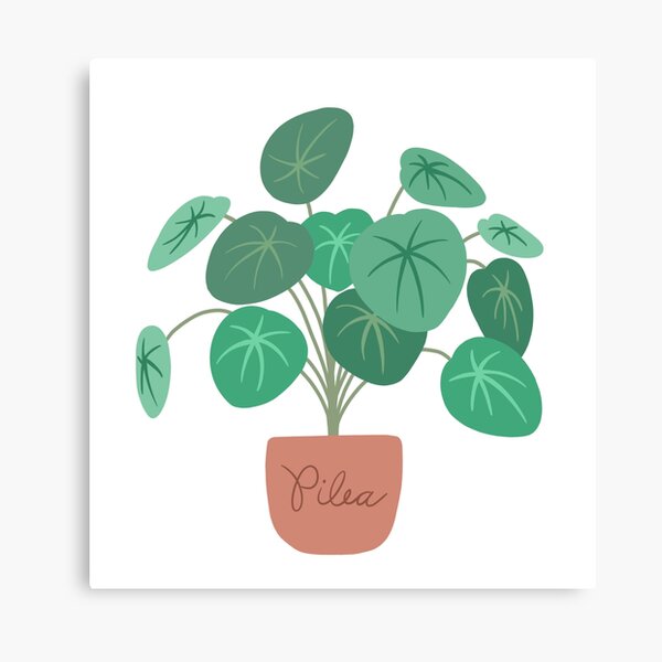 Aperçu de l'œuvre Pilea créée et vendue par FrankaB.