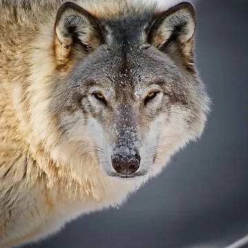 Artwork thumbnail, Gray Wolf by Michael Cummings