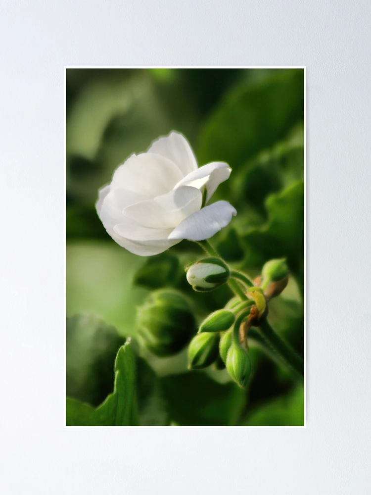 Thumbnail 1 of 3, Poster, December Bloom designed and sold by Polly Peacock.
