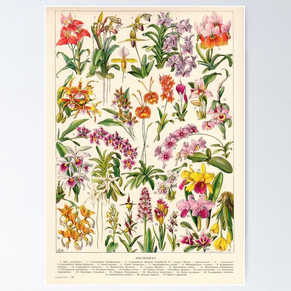 Artikelvorschau, Adolphe Millot - Orchideen - botanische Illustration der französischen Weinlese entworfen und verkauft von DejaVuStudio.