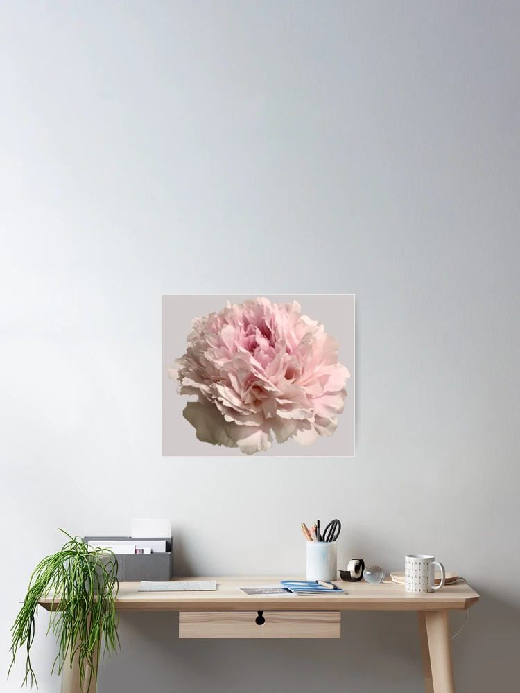Thumbnail 2 of 3, Poster, Pale Pink Peony Close-up designed and sold by InalterataArt.
