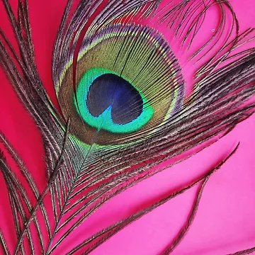Artwork thumbnail, Peacock feather classic t shirt by lalitkumar18