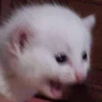 Artwork thumbnail, Cat Screaming Meme by xoxoStore