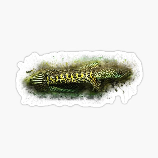 Item preview, Cabeza de serpiente Goldspot - Channa aurantimaculata designed and sold by AquariumLutter.
