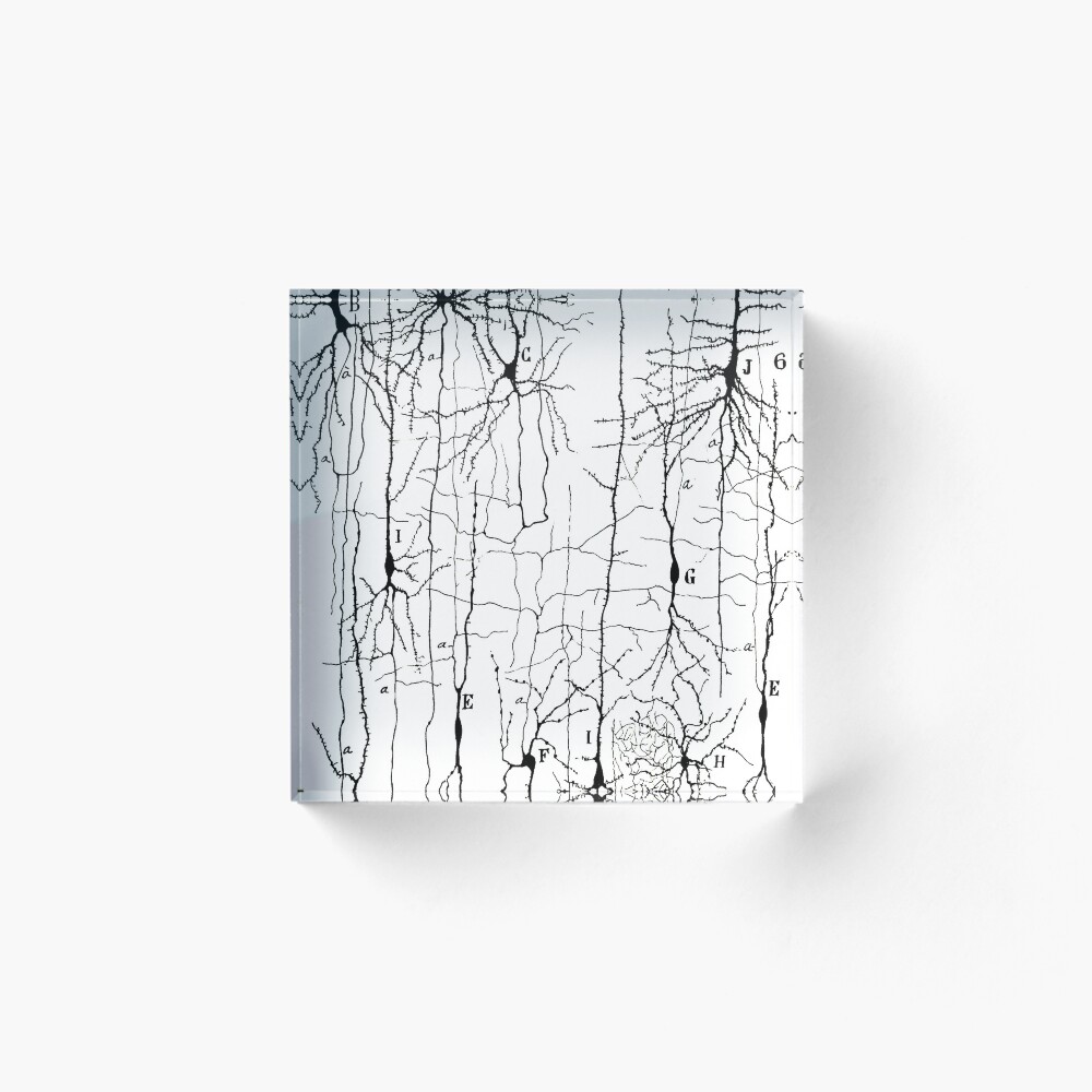 Vista previa del artículo con la obra «Bloque acrílico», diseñado y vendido por ScienceSource.