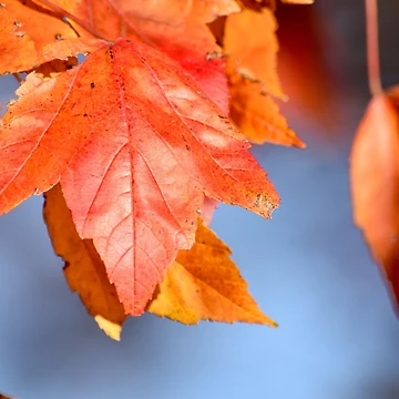 Artwork thumbnail, Nature's Pigment by umeimages