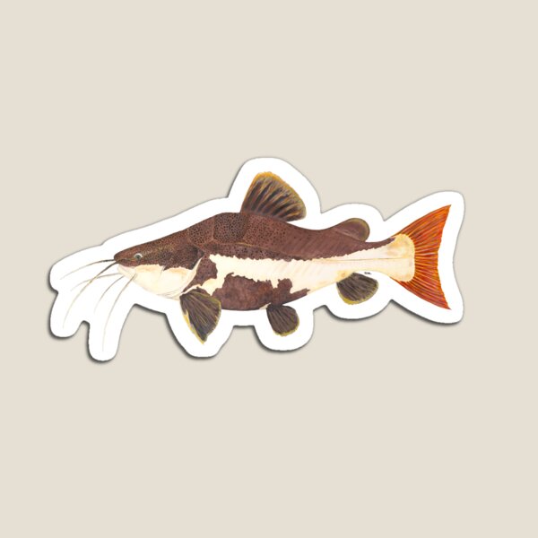 Item preview, Redtail Catfish (Phractocephalus hemiolioterus) designed and sold by LeakyCanoeArt.