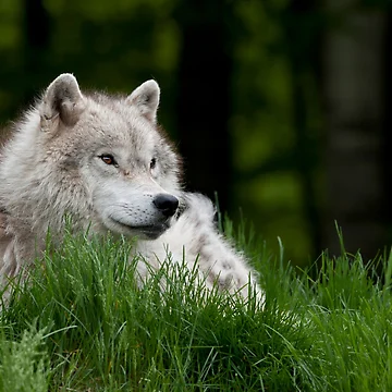Imagen de la obra Arctic Wolf de WolvesOnly