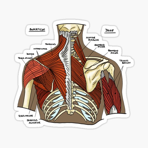 Item preview, Anatomía muscular etiquetada de la parte superior de la espalda designed and sold by faolansforge.