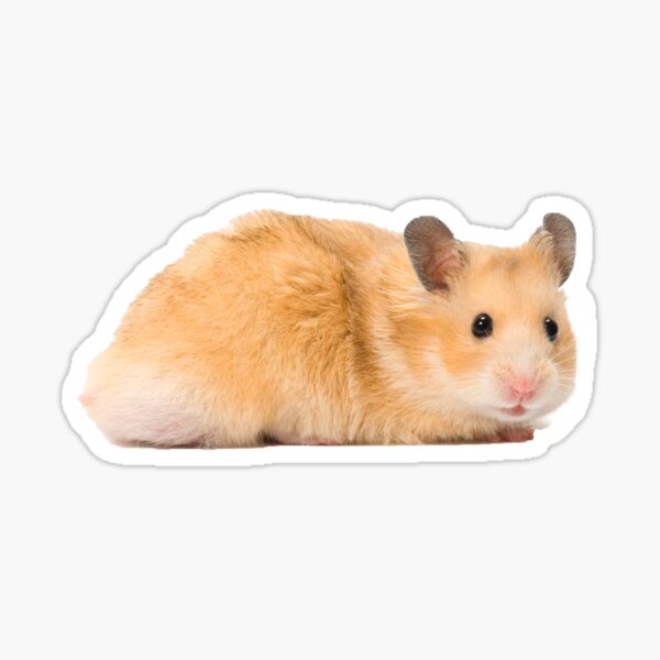 Item preview, Hamster designed and sold by saraedwards55.