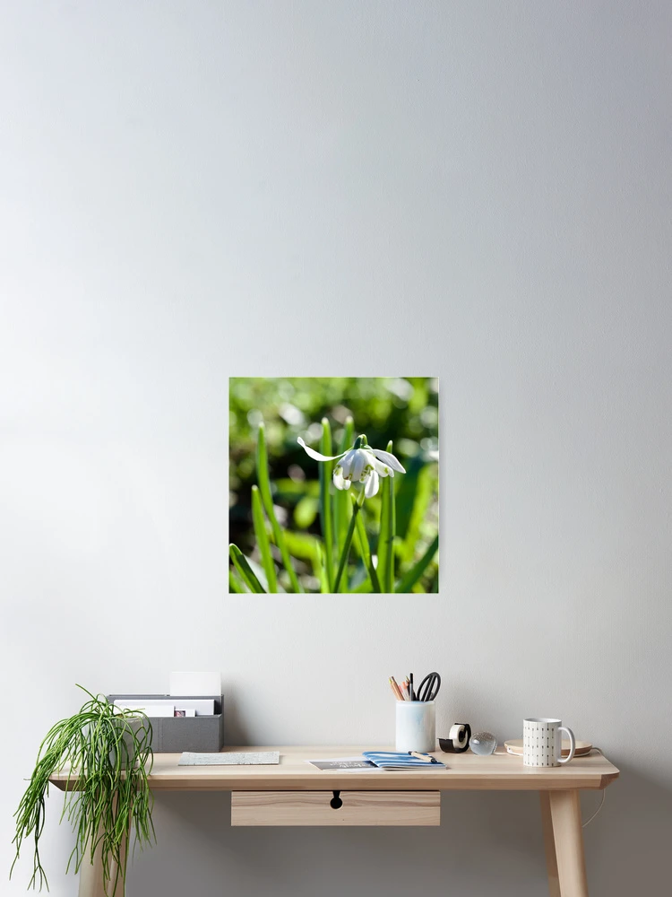 Thumbnail 2 of 3, Poster, Special Snowdrop designed and sold by caj26.