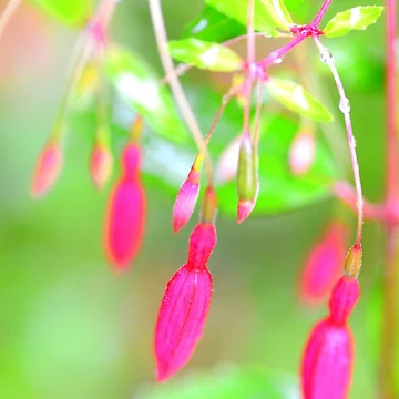 Aperçu de l'œuvre Fuschia en herbe de imaginethis