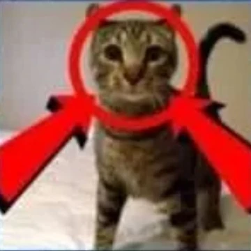 Aperçu de l'œuvre merde de chat de whyidothis