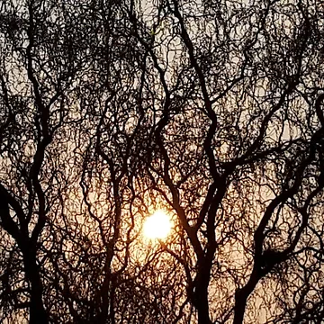 Artwork thumbnail, Evening Light by amanda150771