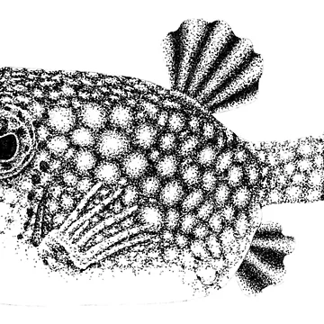 Artwork thumbnail, Yellow boxfish drawing by LorenDowding