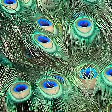 Artwork thumbnail, Peacock feathers by tees-n-treats