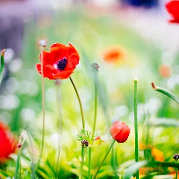 Artwork thumbnail, Tall Poppy by CriticalC404