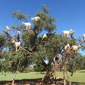 Artwork thumbnail, goats in trees by AHELENE