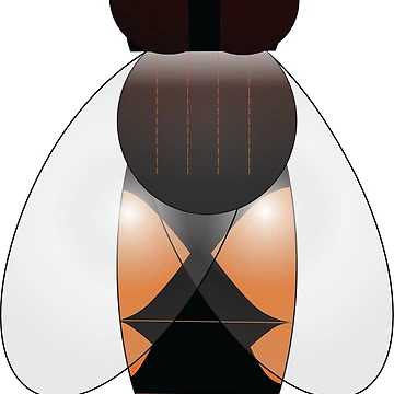 Artwork thumbnail, 2D dronefly by mthyselius