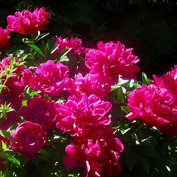 Artwork thumbnail, Beautiful peonies by Shulie1