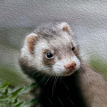Artwork thumbnail, Ferret in nature portrait by friendlyfauna