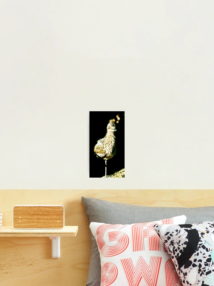 Thumbnail 2 of 3, Photographic Print, Stone Curlew designed and sold by Ken Simm.