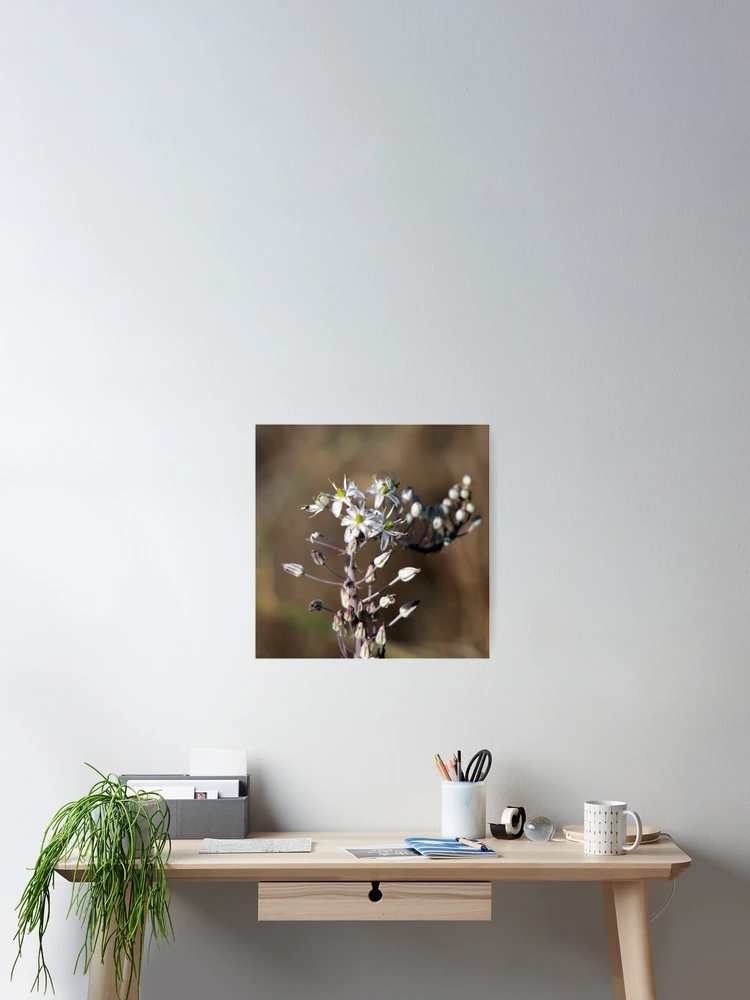 Thumbnail 2 of 3, Poster, Delicate white flowers designed and sold by EG Creativity Art.