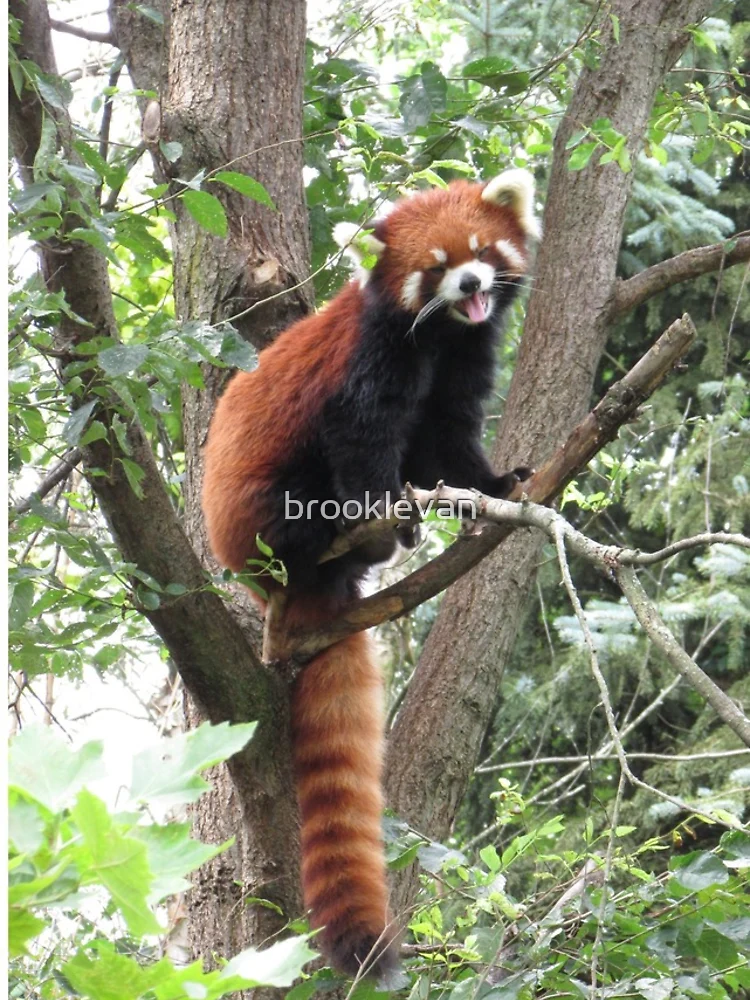 Thumbnail 4 of 4, iPhone Case, Red Panda designed and sold by brooklevan.