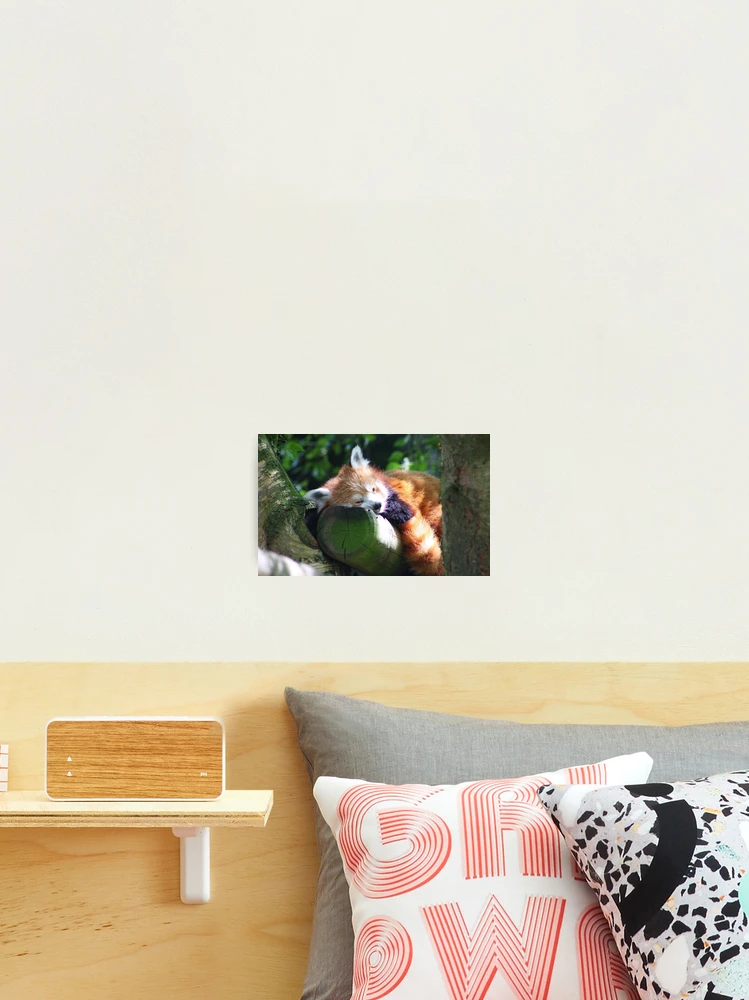 Thumbnail 2 of 3, Photographic Print, Red Panda designed and sold by jdmphotography.