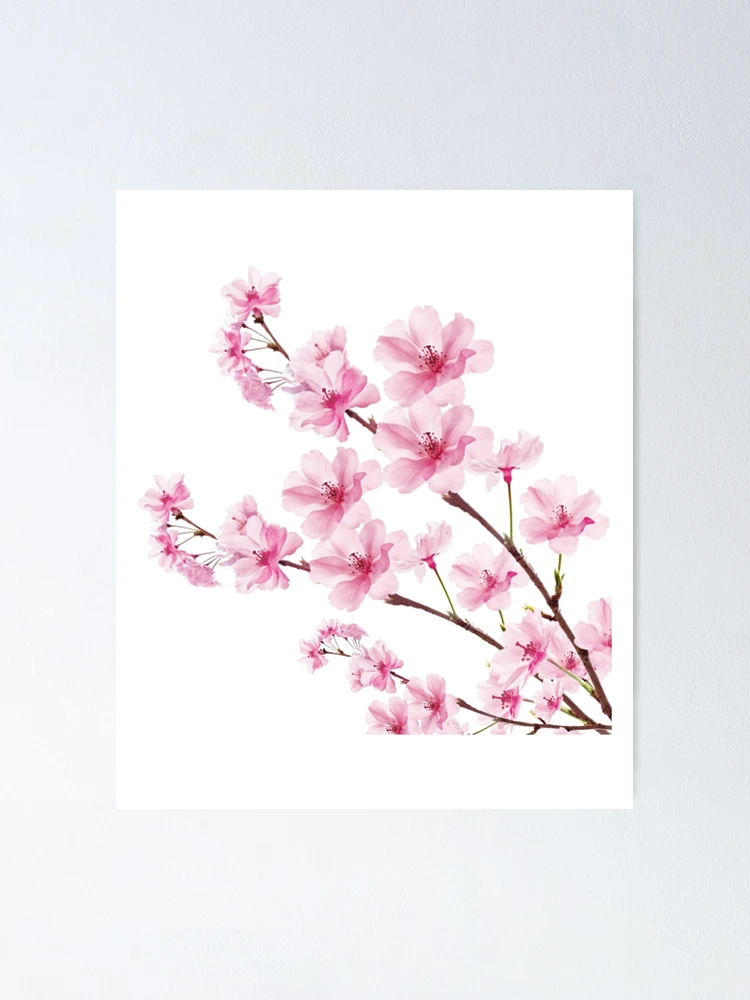 Thumbnail 1 of 3, Poster, Sakura Cherry Blossom designed and sold by art-xl.