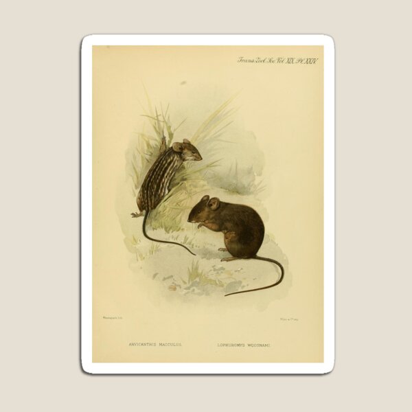 Artikelvorschau, Vintage Ratten Buch Seite Foto entworfen und verkauft von semioddfinds.
