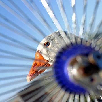 Imagen de la obra The Goose and the Wheel de David Postgate