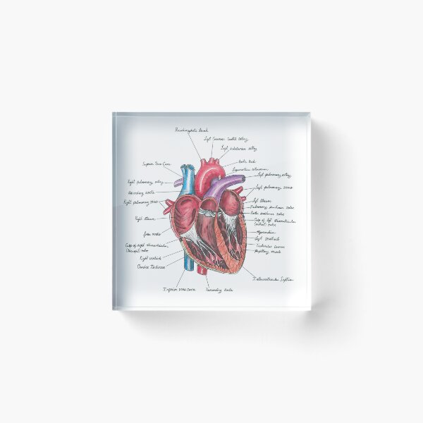 Item preview, Corazón sano | Anatomía del corazón | Ilustración médica designed and sold by Karli Mogen.
