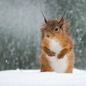 Imagen de la obra Ardilla roja en la nieve. de Nigel Tinlin