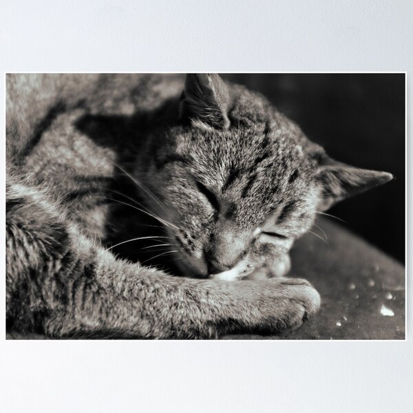 Artikelvorschau, sleepy black and white snuggy cat entworfen und verkauft von Michael Hofmann.