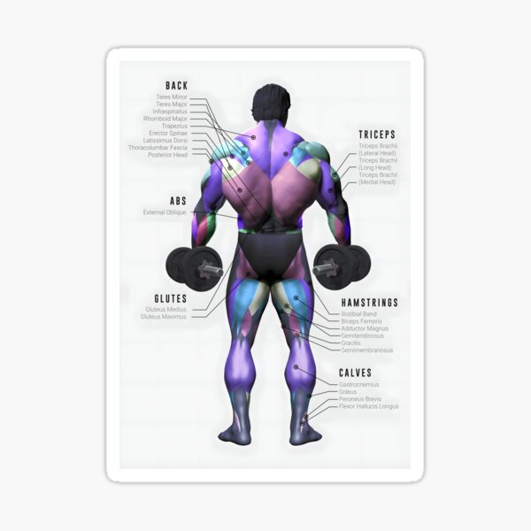 Artikelvorschau, Fitness-Körperdiagramm-Poster | Fitness-Workout-Leitfaden | Muskelanatomie-Druck entworfen und verkauft von Ramzad.