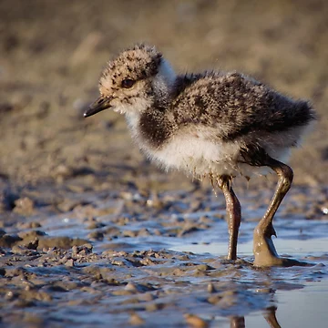 Artwork thumbnail, Nothern lapwing chick by WildEncounters