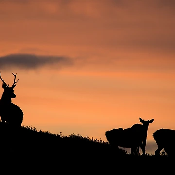 Artwork thumbnail, Strathglass Silhouettes by Macrae images