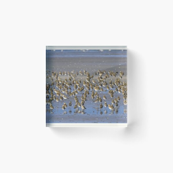 Item preview, Chorlito dorado designed and sold by Paul Crabtree.