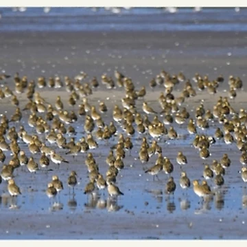 Imagen de la obra Chorlito dorado de Paul Crabtree