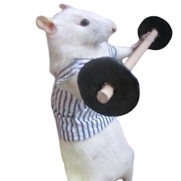 Aperçu de l'œuvre Rat de gymnastique de JMLab