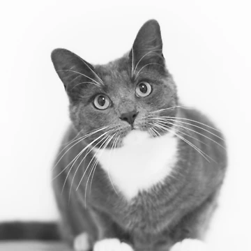 Artwork thumbnail, Grey and white cat by diamonddove