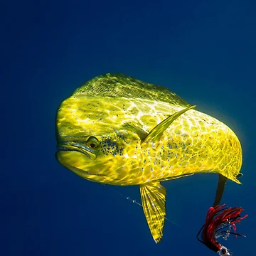 Artwork thumbnail, Mahi Lure by Kevin Dodge