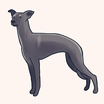 Artwork thumbnail, italian greyhound by Artofmayara