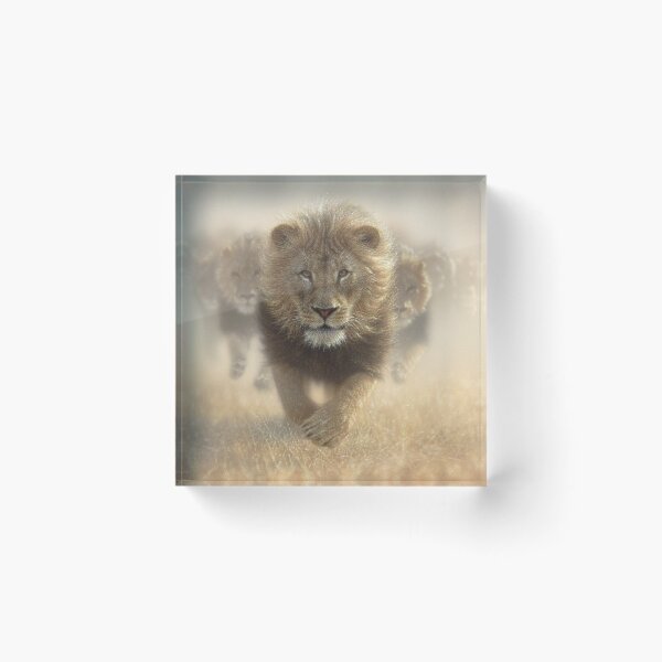 Item preview, Leones corriendo "Come mi polvo" designed and sold by Collin Bogle.